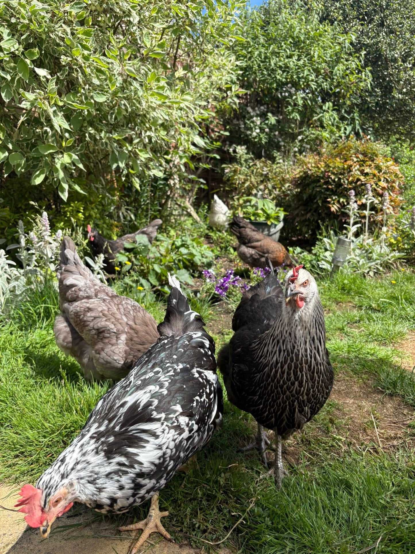 Fresh Eggs