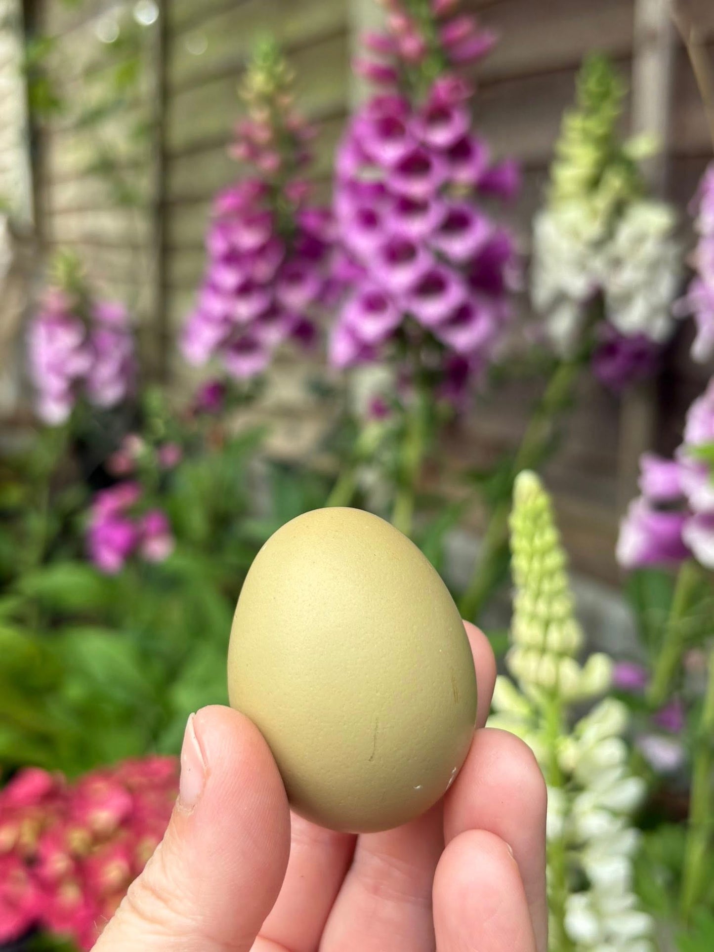 Fresh Eggs