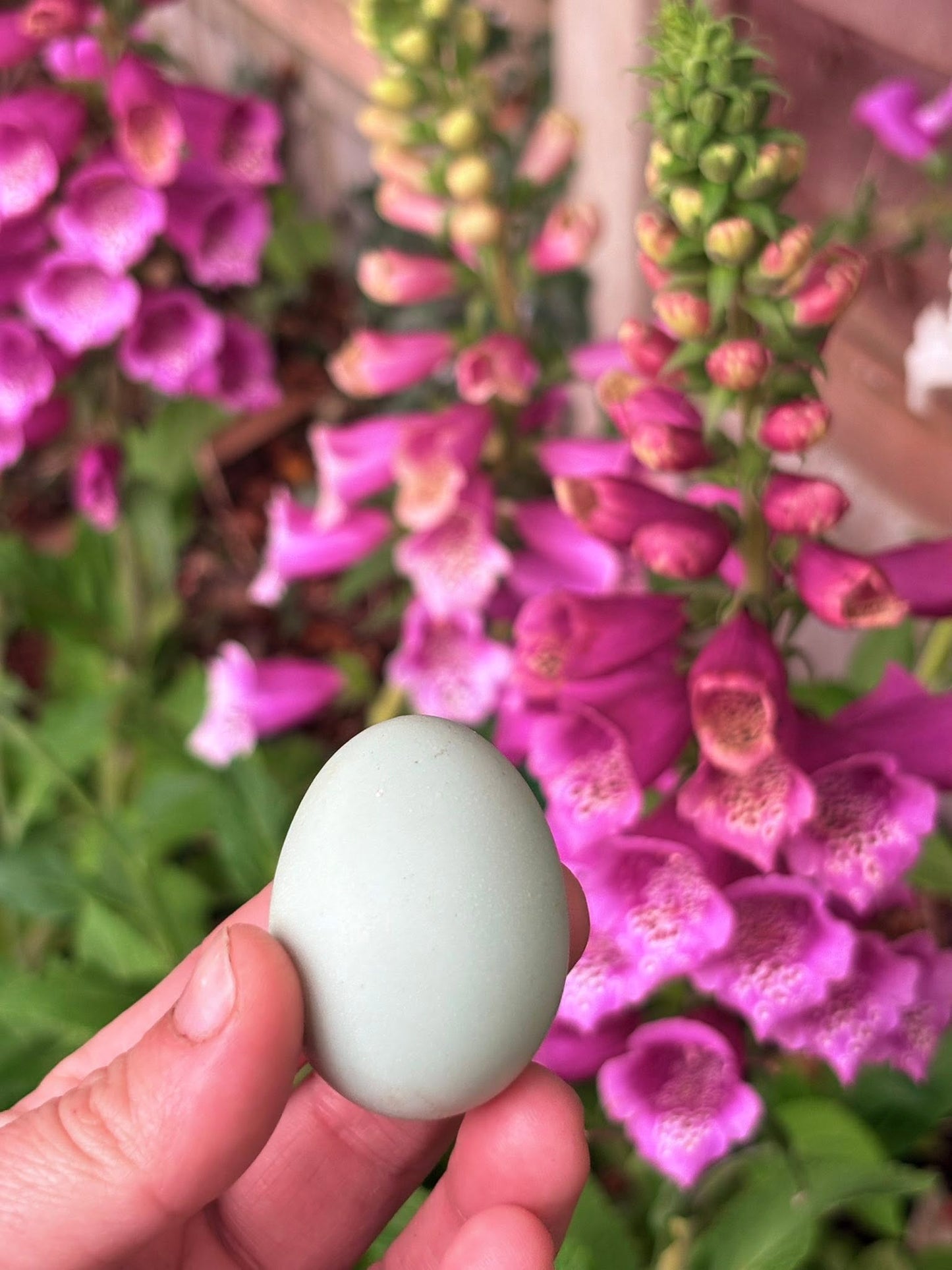 Fresh Eggs